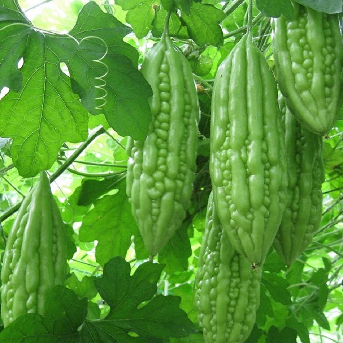 Khổ qua lai F1-rado 09 (mướp đắng)F1 Hybrid Bitter Melon seeds-2g