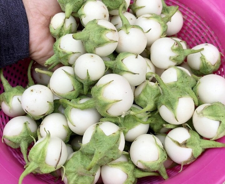 Cà pháo trắng-White Thai Eggplant-0.5g