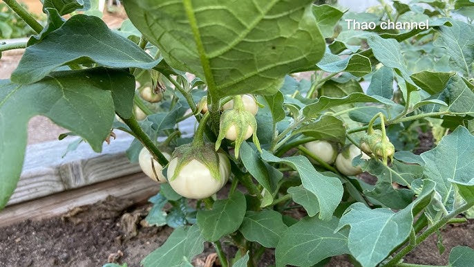 Cà pháo trắng-White Thai Eggplant-0.5g