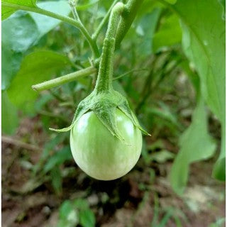 Cà ngọt-Thai Green Eggplant Seeds-0.5g