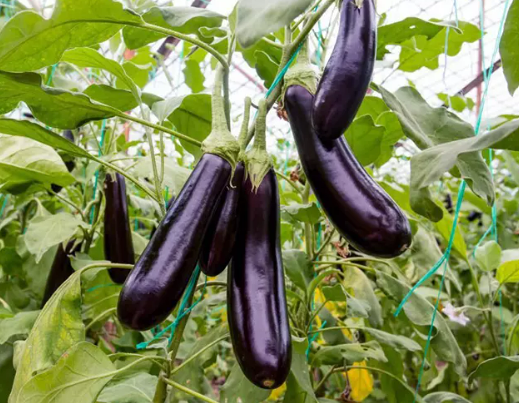 Cà tím-Purple Eggplant-0.5g