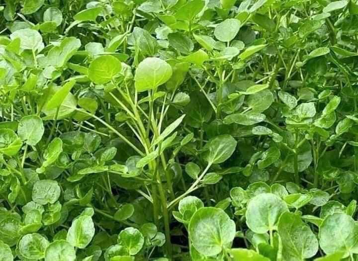 Xà lách xoong mỹ-1g-American Watercress