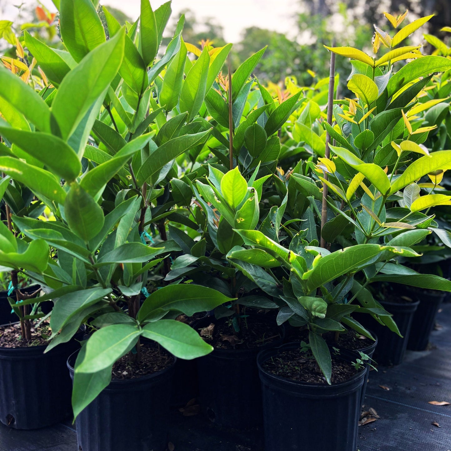 Red Wax Jambu Tree