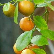 Vernia Orange Tree