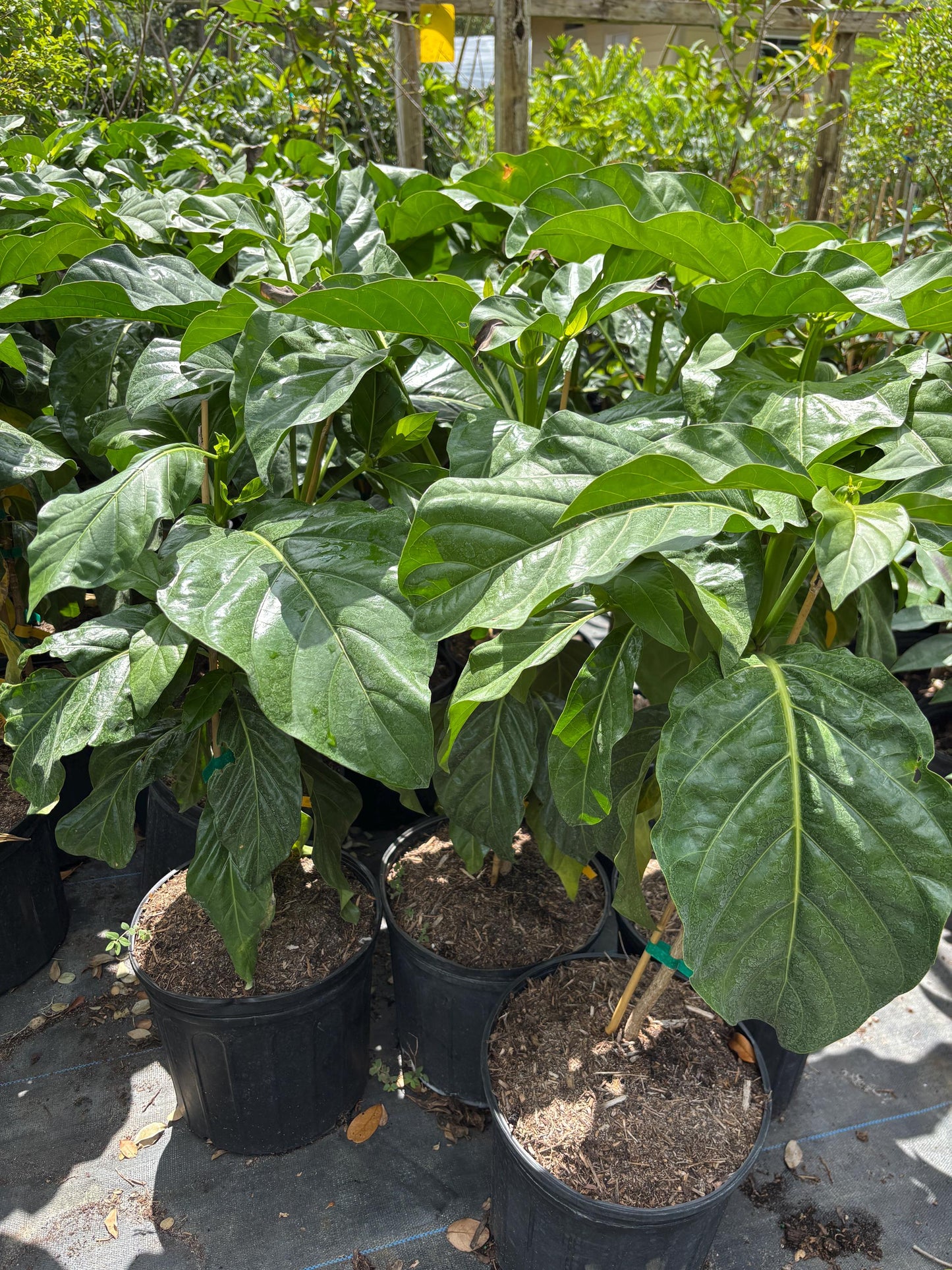 Noni Plant- Cay Nhau