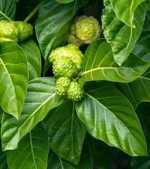 Noni Plant- Cay Nhau