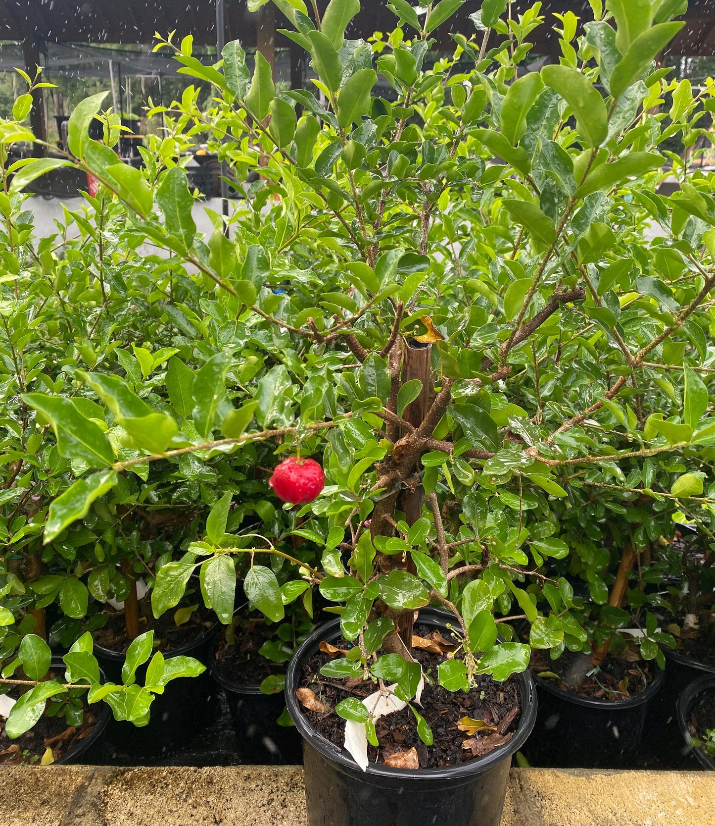 Barbados Cherry Tree- Sori VN