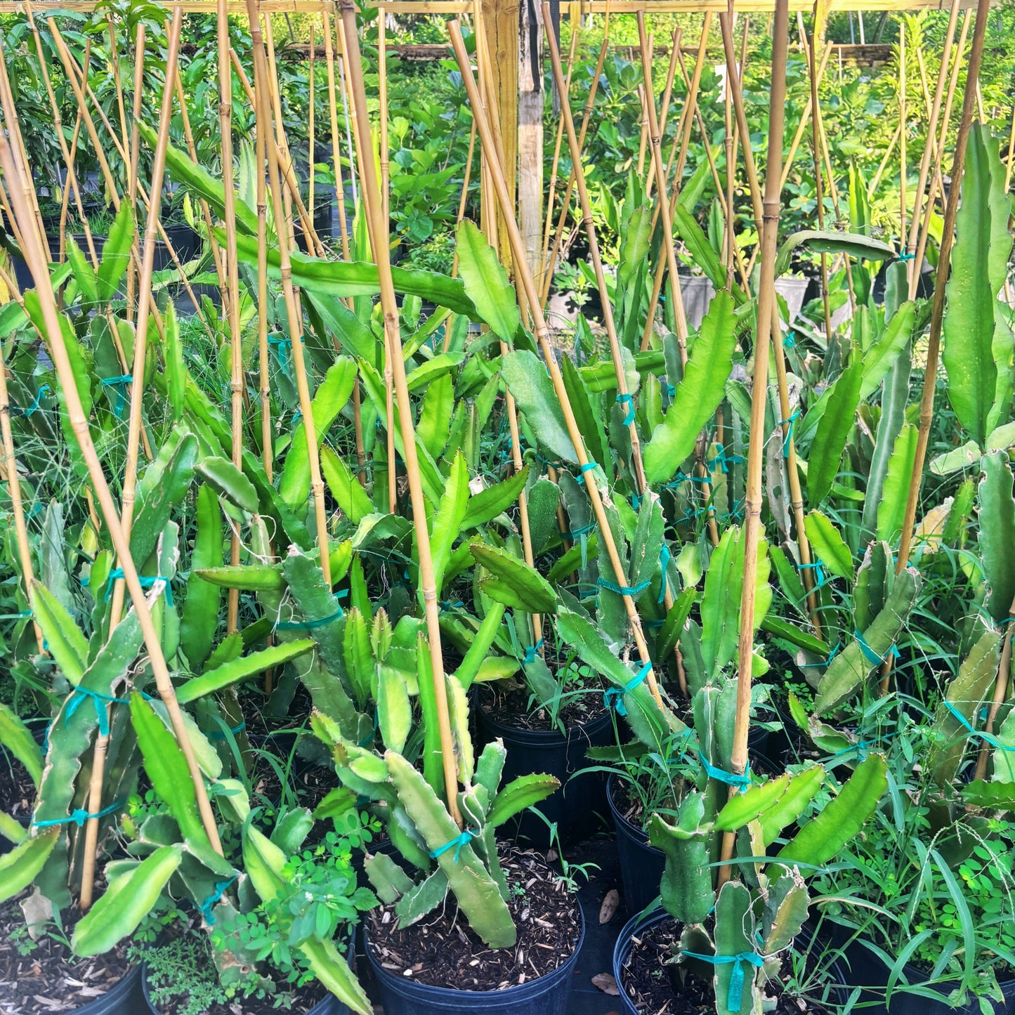 Dragon Fruit Tree- Thanh Long