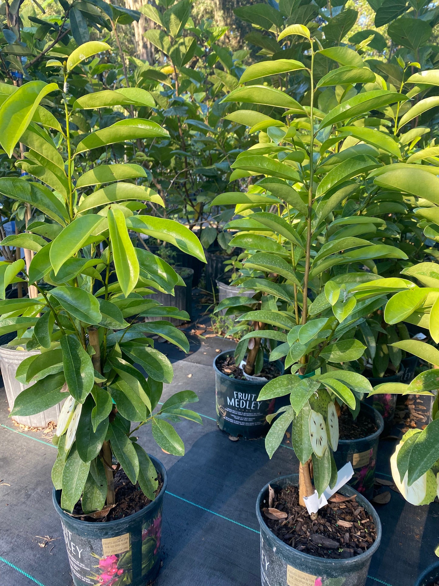 Soursop Tree - Mang Cau Xiem