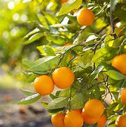 Valencia orange tree- live plant- 2 Feet Tall in 1/2 Gallon Pot, Ships with Soil & Pot - Fresh and Ready for Your Garden!