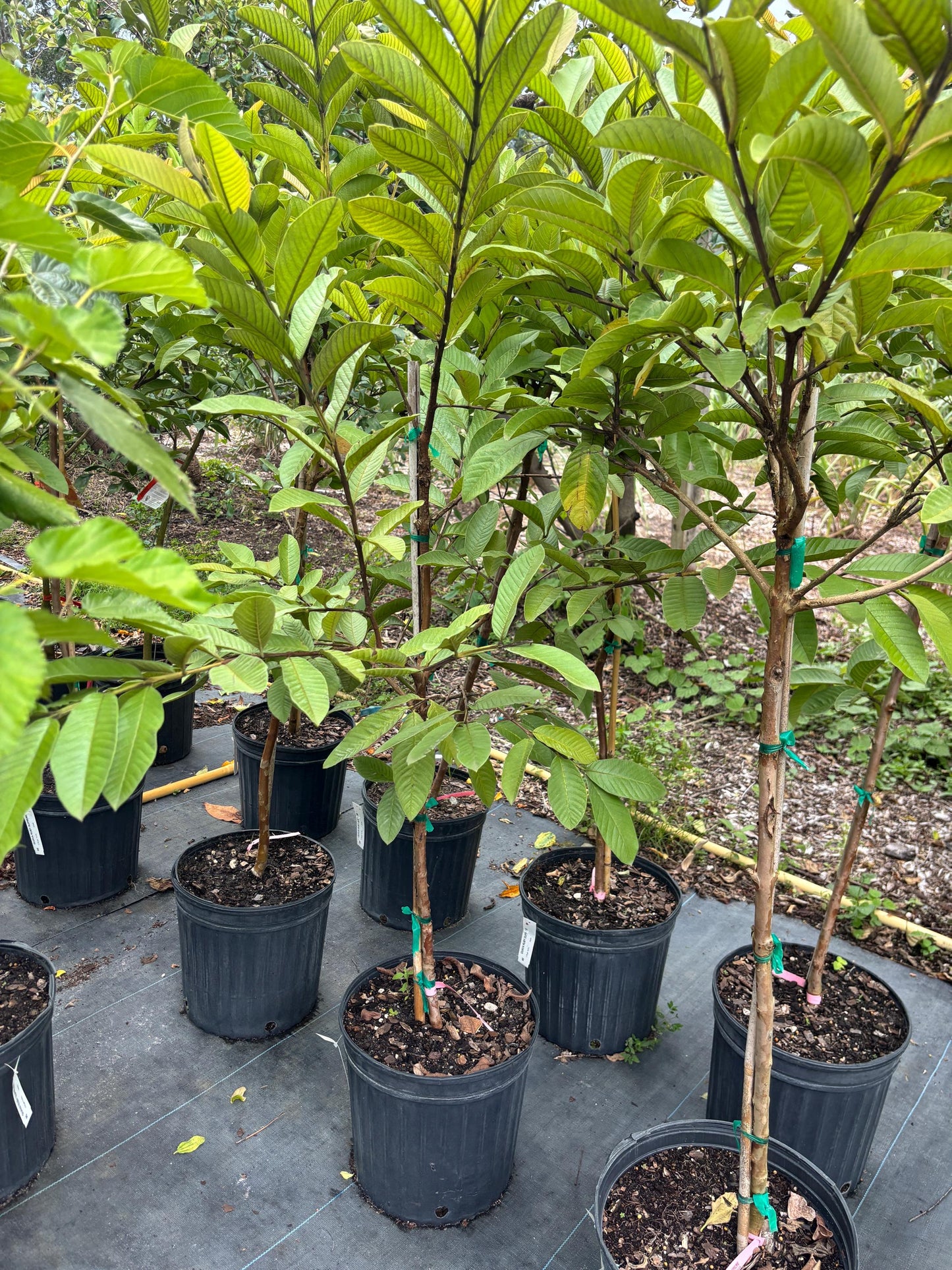 Ruby Supreme Guava Tree 5 Gal- 5 Feet - Free Shipping | High-Yield Fruit Tree for Home Gardens