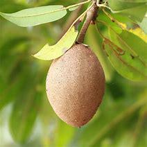 Sapodilla Tree- Sapoche