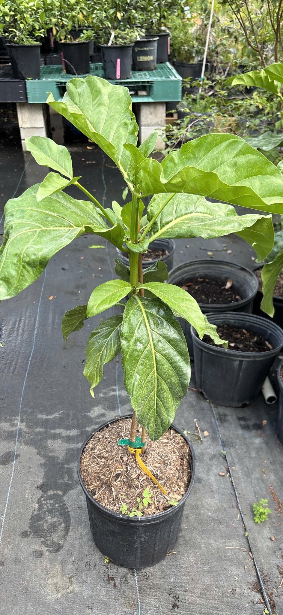 Noni Plant- Cay Nhau