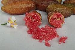 Red Finger Lime Tree- chanh mong tay do