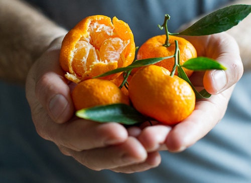 Kishu Mandarin Tree- quyt kishu
