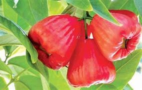 Red Wax Jambu Tree