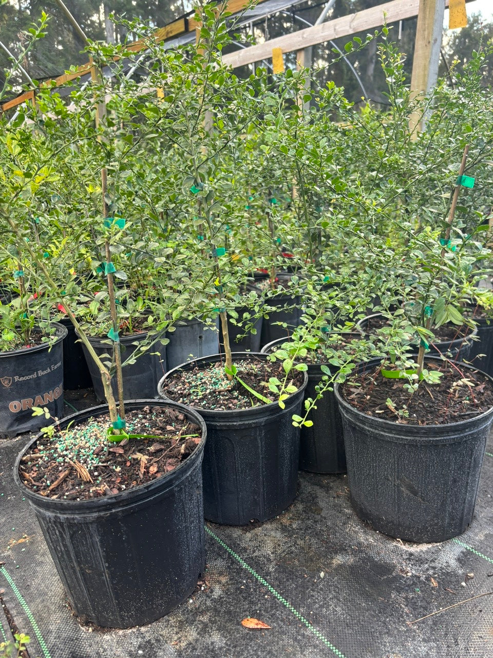 Australian Finger Lime Tree- chanh mong tay uc