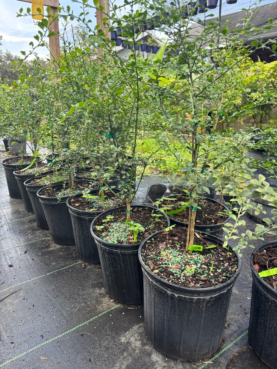 Australian Finger Lime Tree- chanh mong tay uc