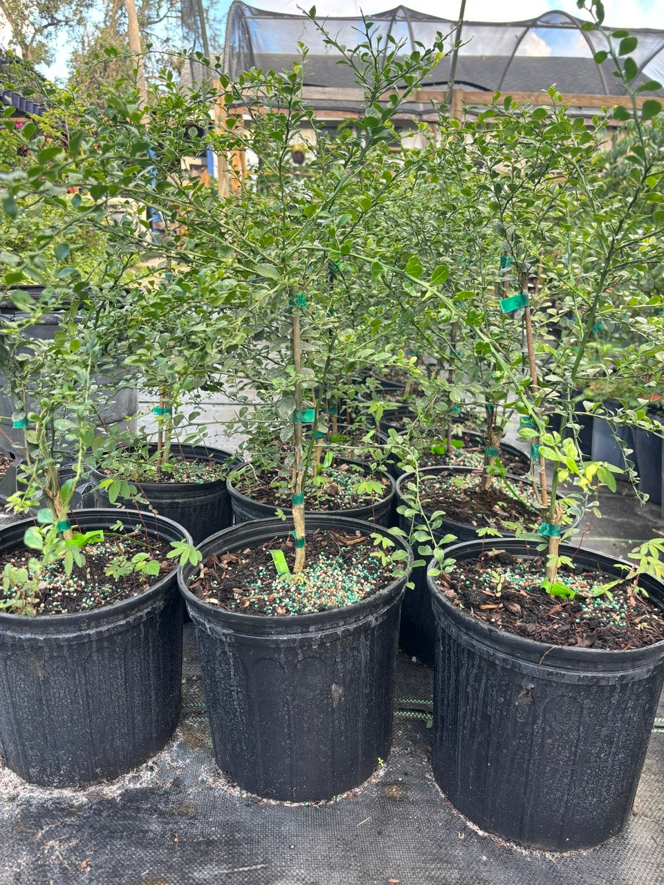 Australian Finger Lime Tree- chanh mong tay uc