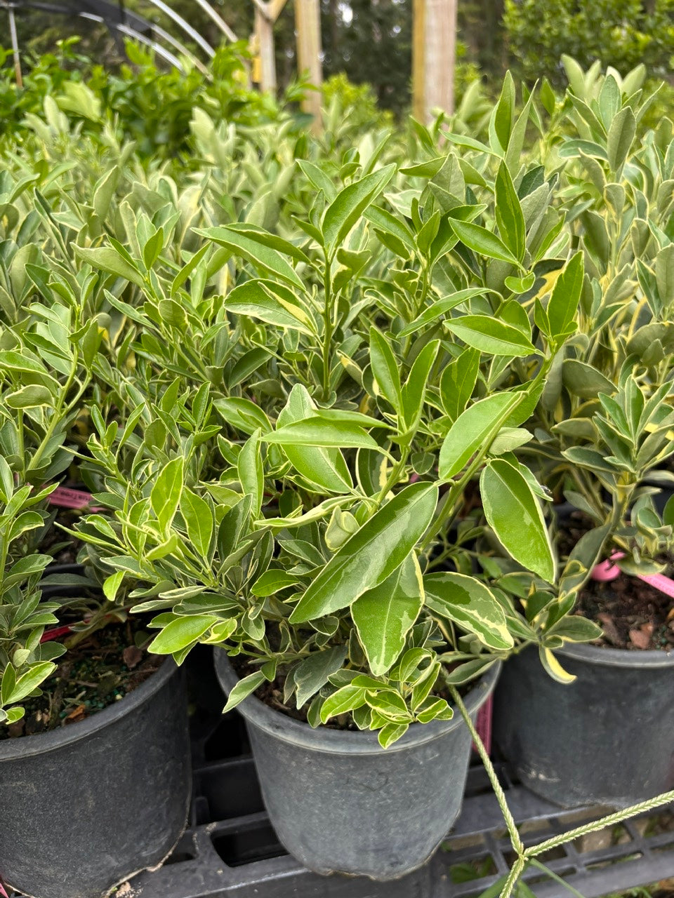 Centennial Variegated Kumquat Bush-Tac Cam Thach