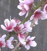 Peach Tree- Dao Tropic Beauty
