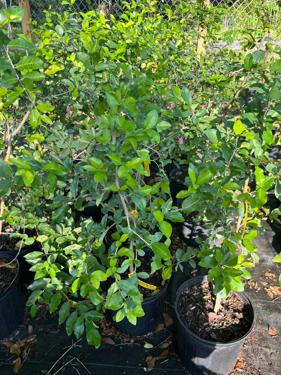 Barbados Cherry Tree- Sori VN