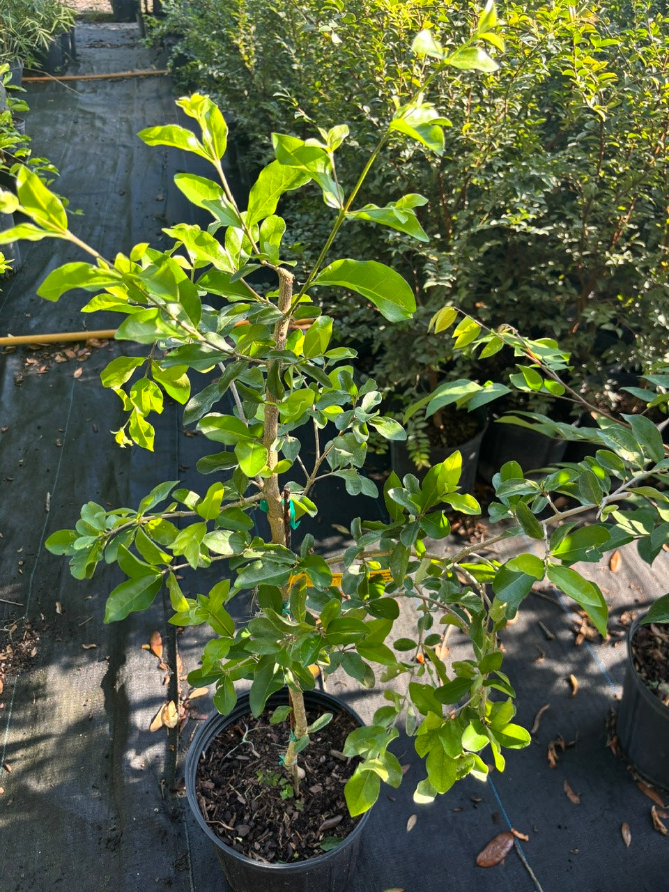 Barbados Cherry Tree- Sori VN