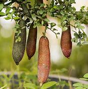 Red Finger Lime Tree- chanh mong tay do