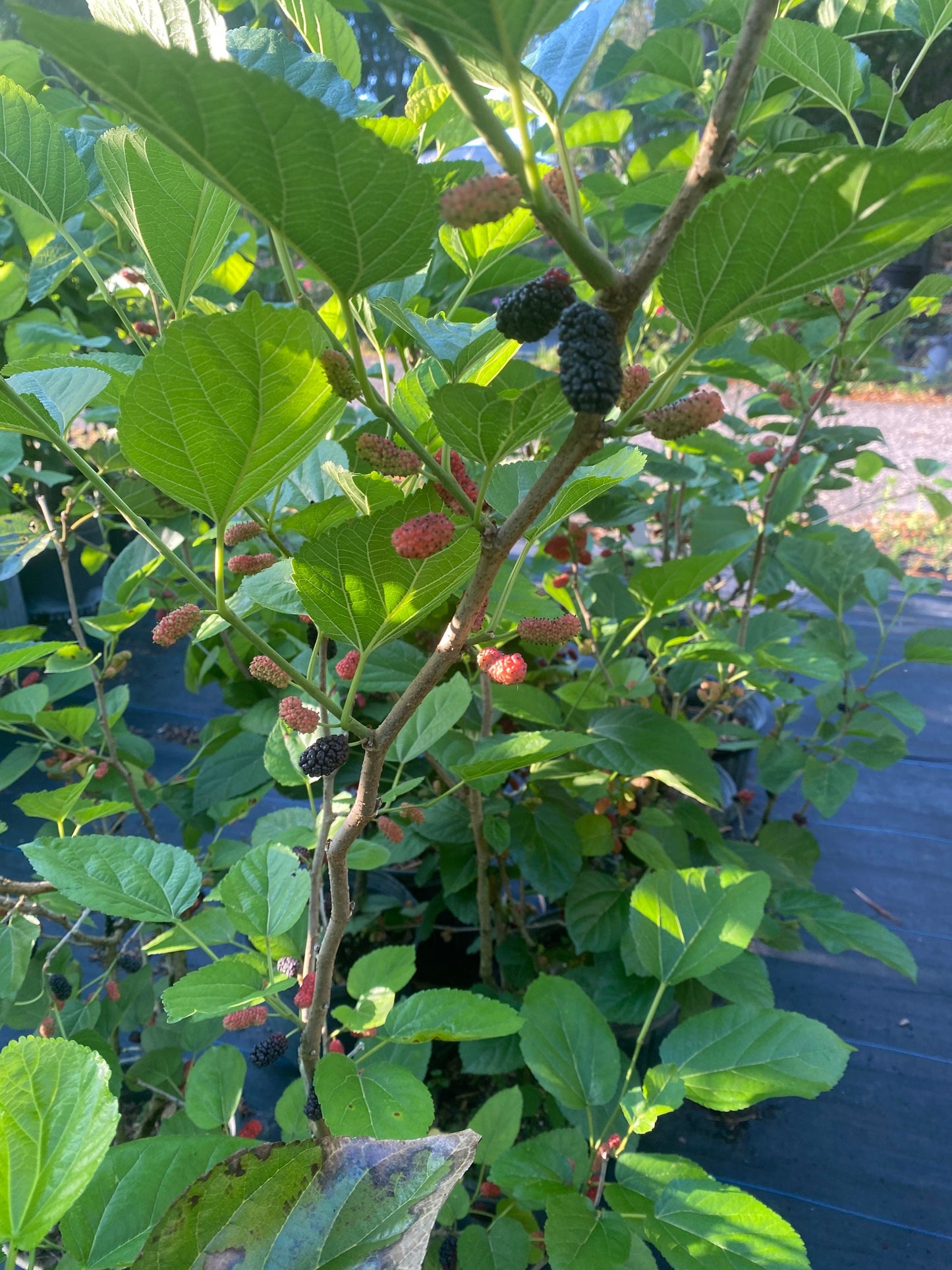 Mulberry Tree- Dau Tam