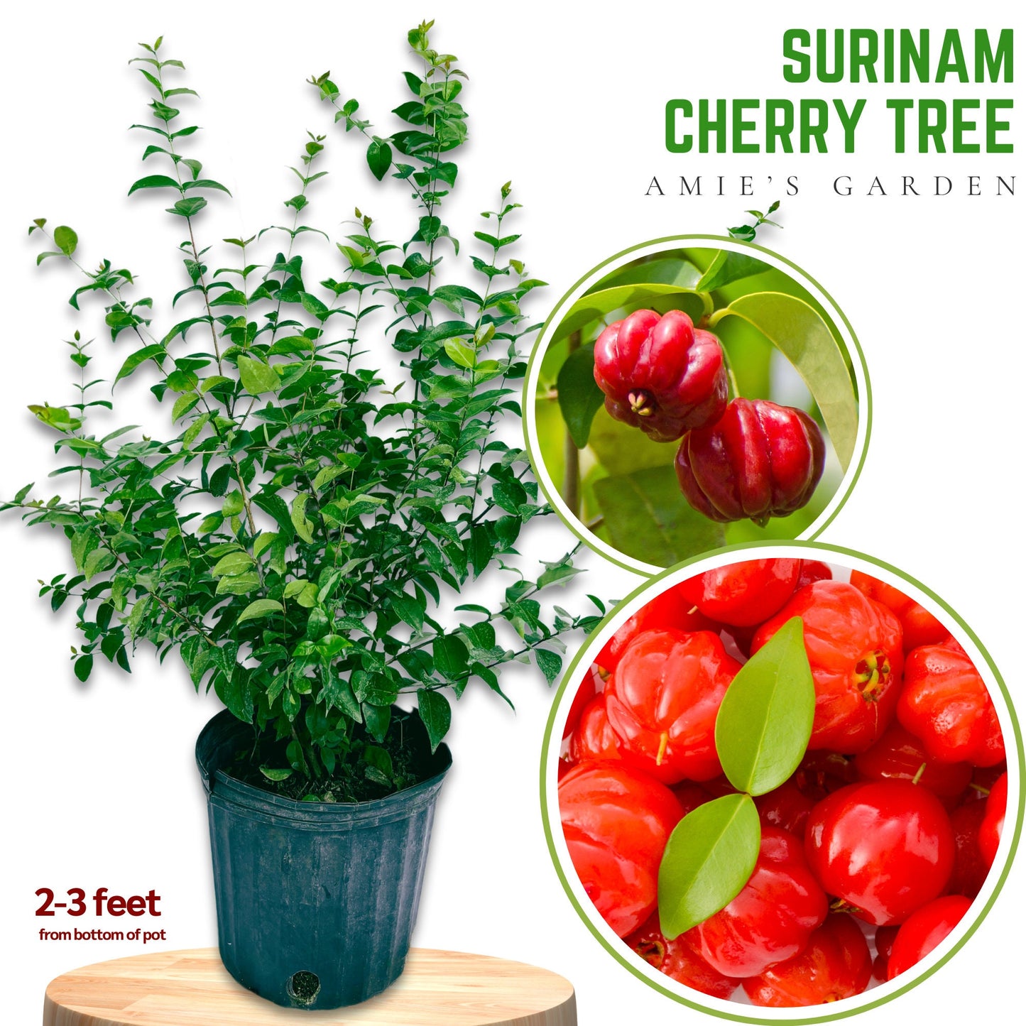 Surinam Cherry Tree - 5gallon- Sori An Do