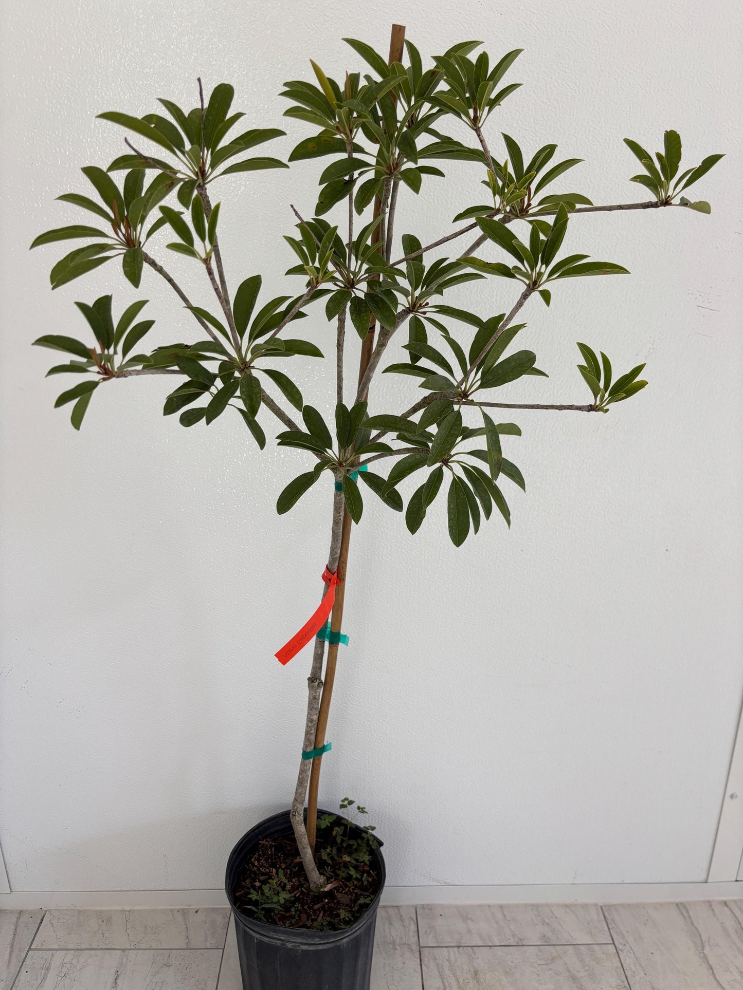Sapodilla Tree- Sapoche