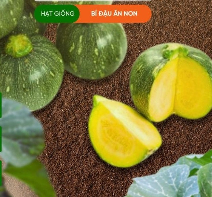 Bí đậu ăn non KATORA-1g- Baby Squash/ Pumpkin seeds