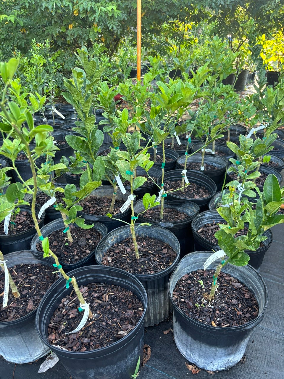 Budda Hand Tree- Cay Phat Thu
