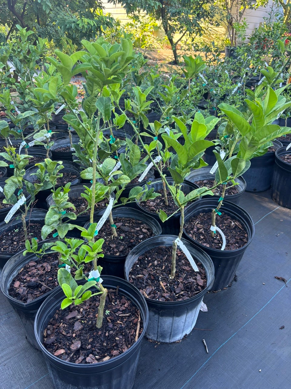 Budda Hand Tree- Cay Phat Thu