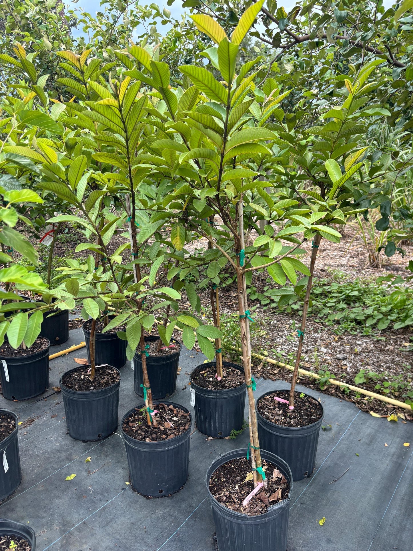 Ruby Supreme Guava Tree 5 Gal- 5 Feet - Free Shipping | High-Yield Fruit Tree for Home Gardens