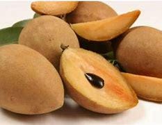 Sapodilla Tree- Sapoche