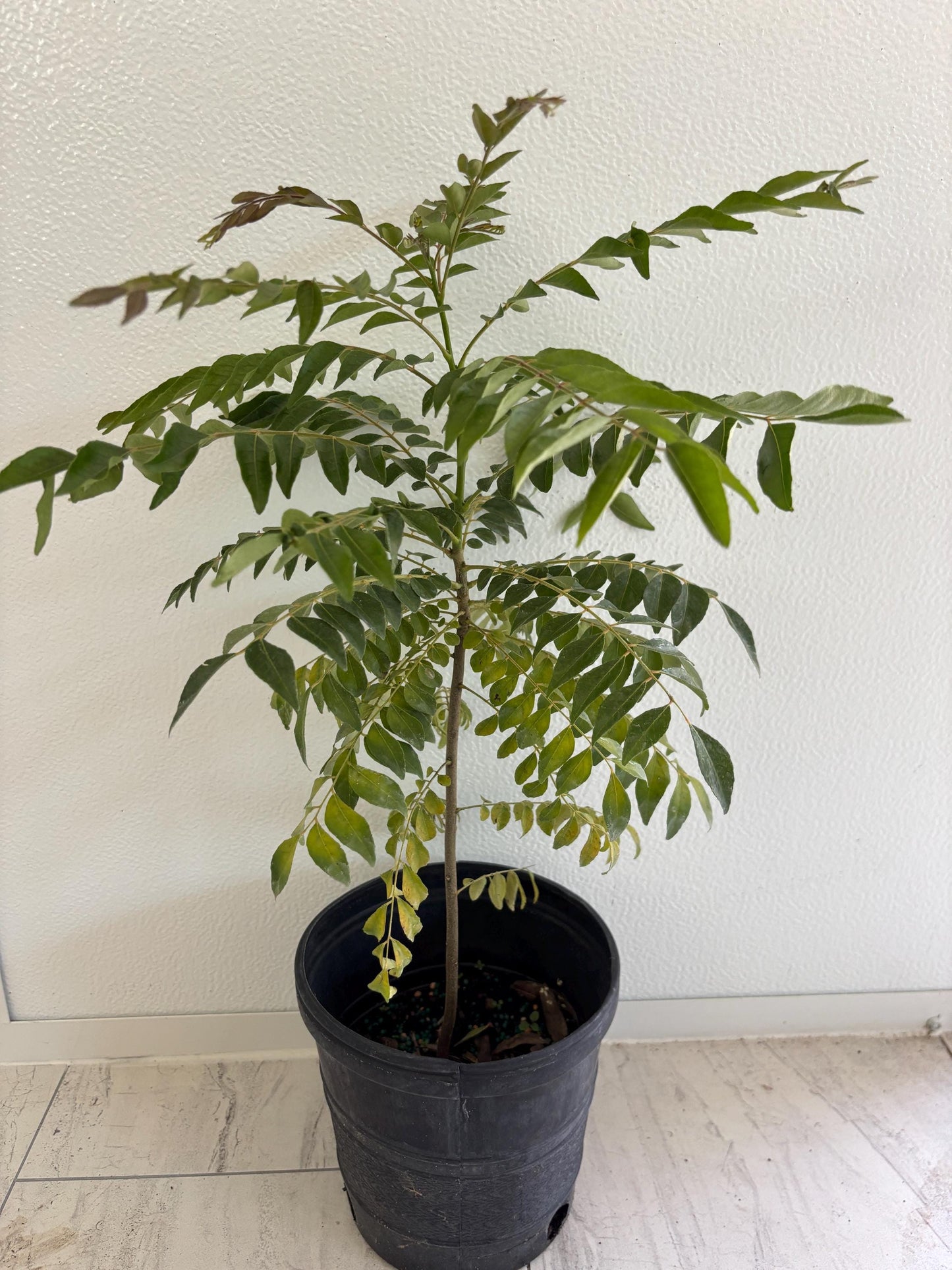Curry Leave- Cay Ca Ri