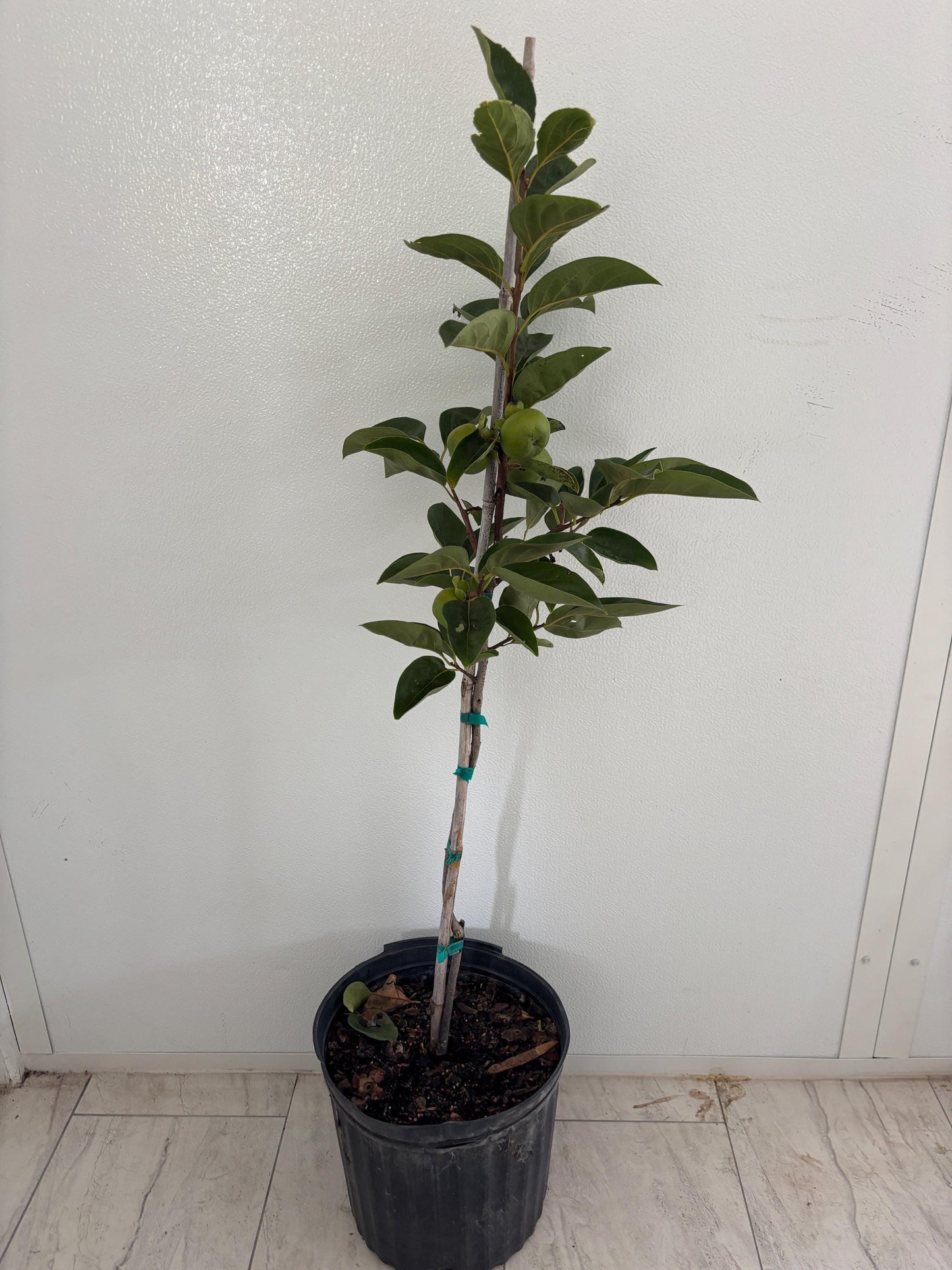 Fuyu Persimmon Tree- 5gallon- Hong Gion