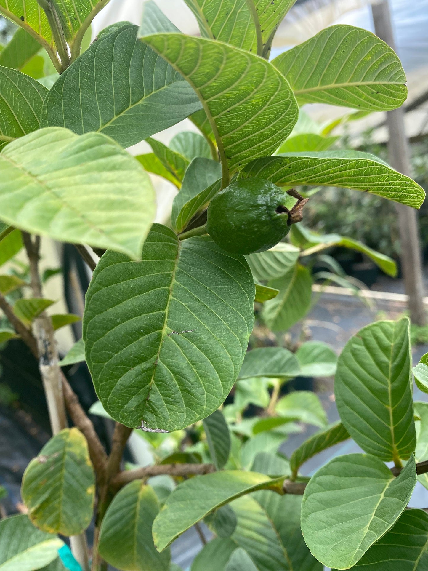 Ruby Supreme Guava Tree- Oi Do