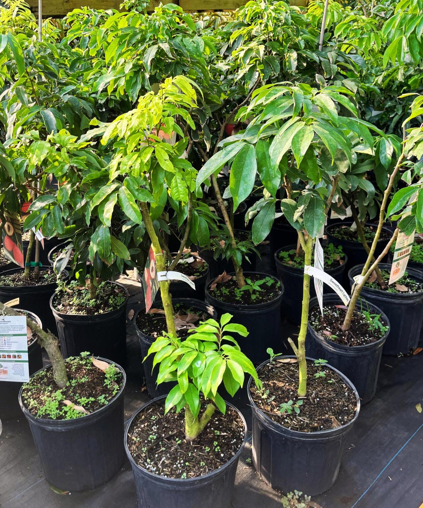 Lychee Tree -Sweetheart- Cay Vai