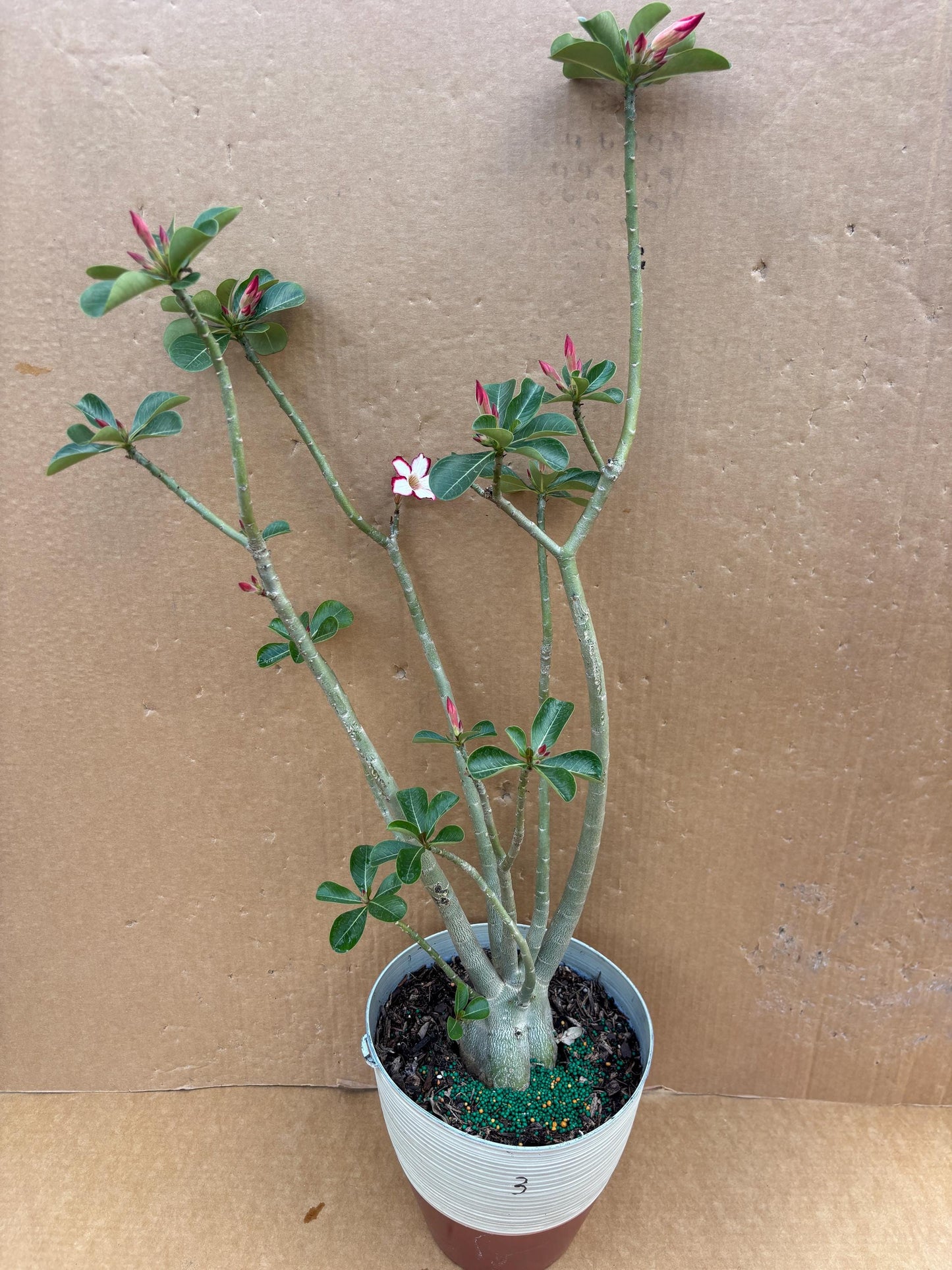 Bonsai Desert Rose- Hoa Su Bonsai