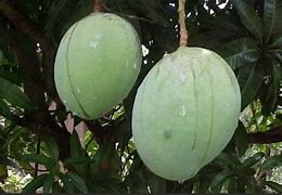 Mango Tree- Carrie Mango- Xoai