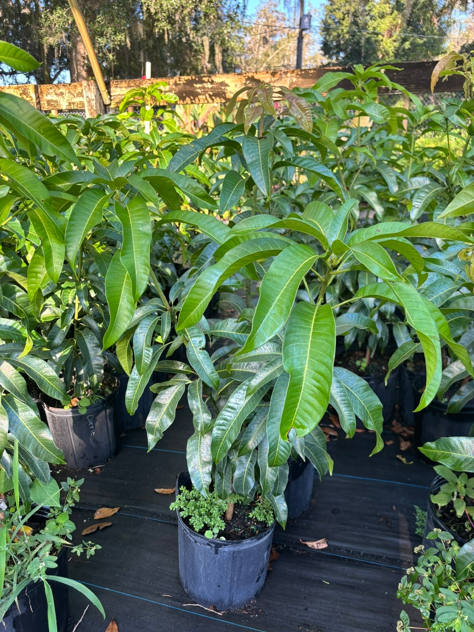 Mango Tree- Carrie Mango- Xoai