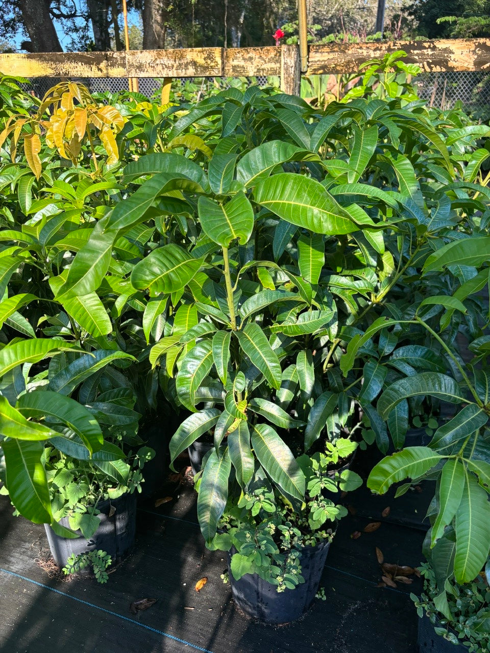 Mango Tree- Carrie Mango- Xoai