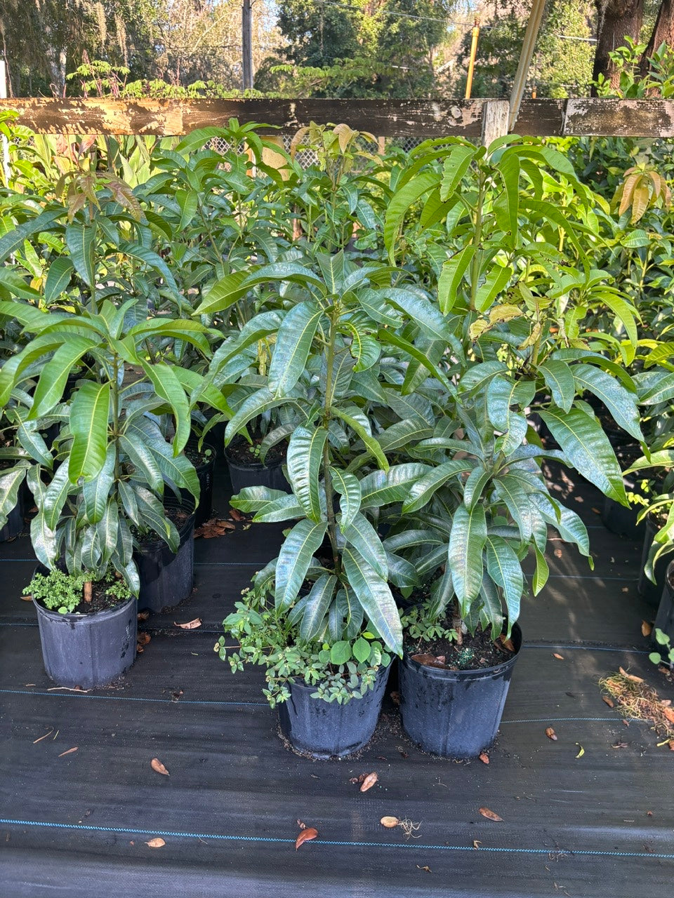 Mango Tree- Carrie Mango- Xoai