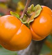Fuyu Persimmon Tree- 5gallon- Hong Gion