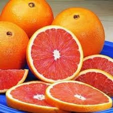 Live Grafted Red Navel Orange Tree - 2 Feet Tall in 1 Gallon Pot - Shipped with Soil and Pot, Fast Shipping