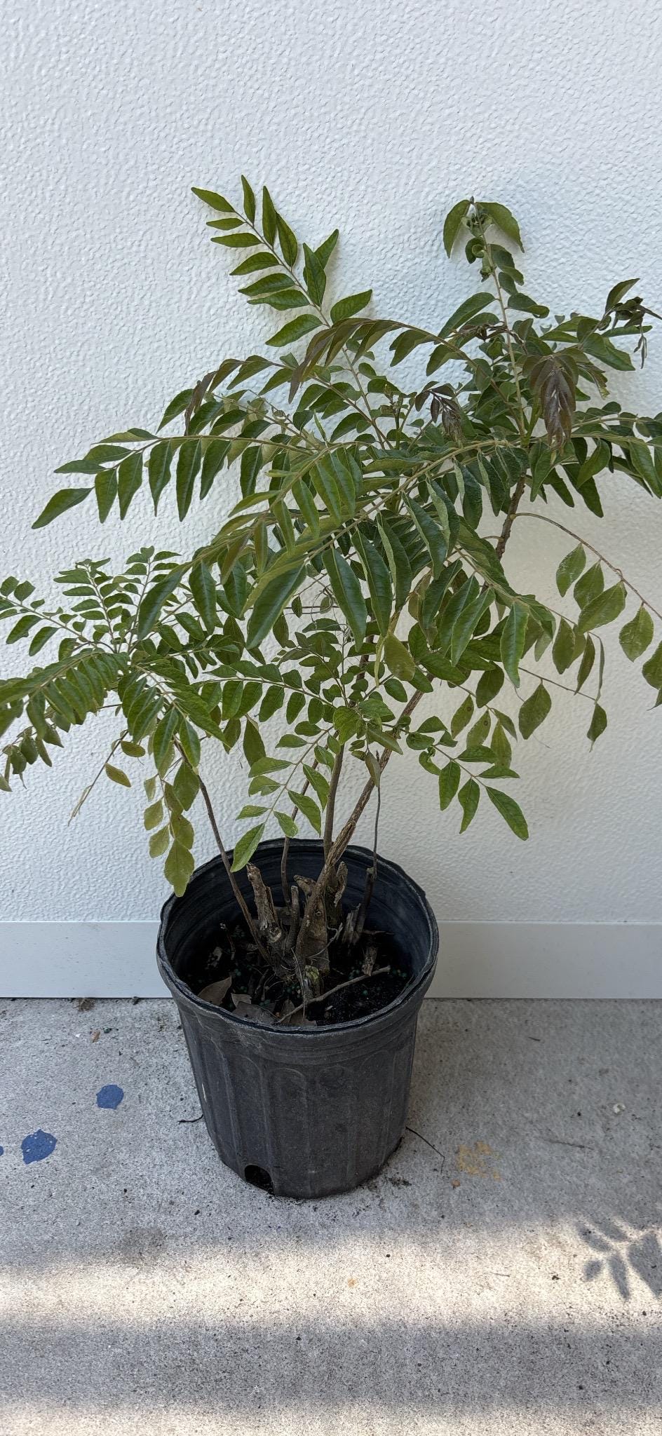 Curry Leave- Cay Ca Ri