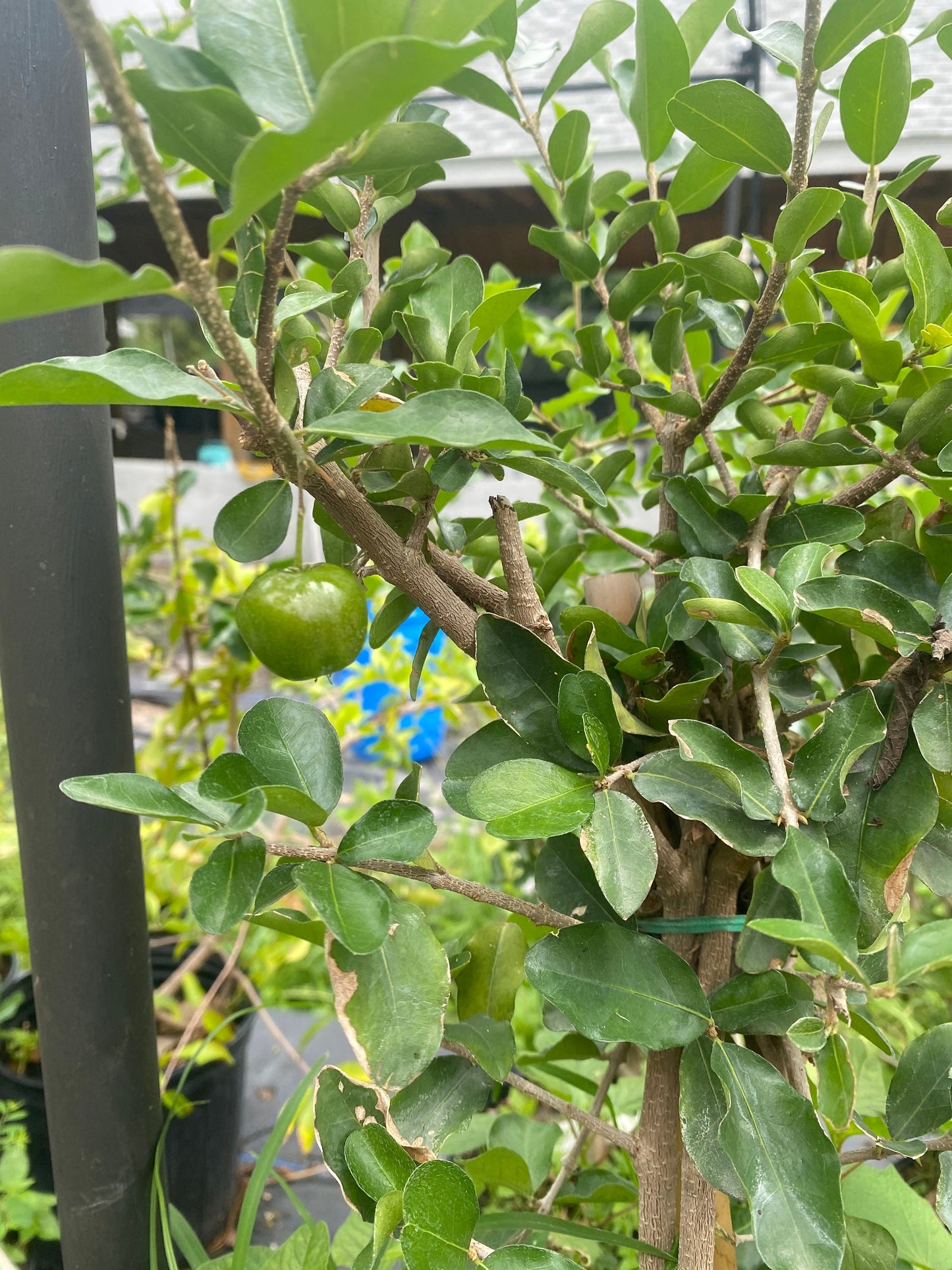 Barbados Cherry Tree- Sori VN