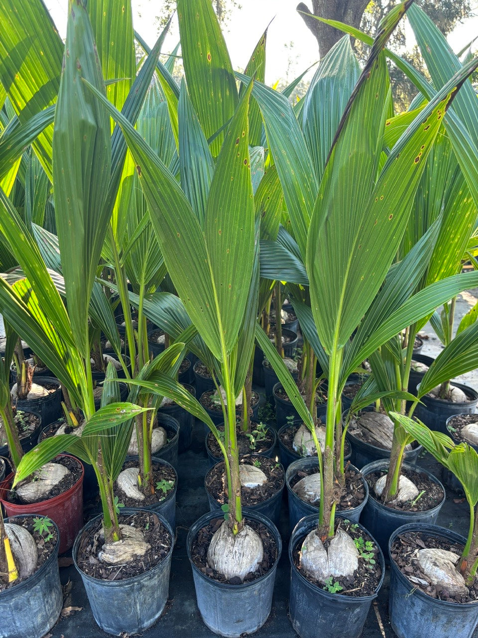 Dwarf Green Coconut Tree- Dua Xanh Lun